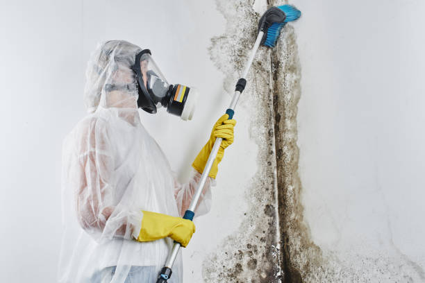 Office Mold Removal Services in Elkton, VA