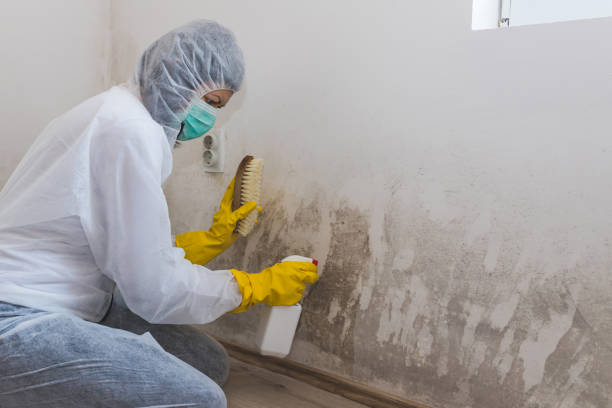 Best Home Mold Removal  in Elkton, VA