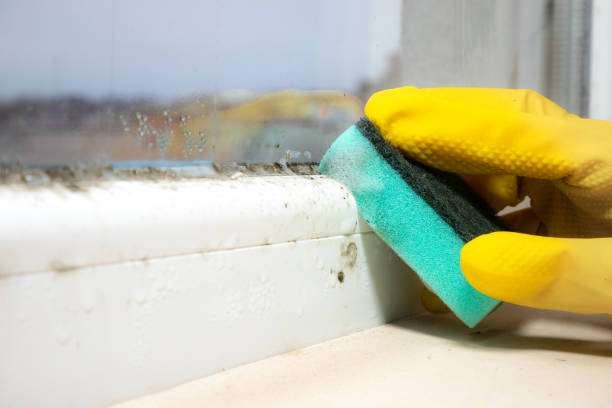 Best Attic Mold Removal  in Elkton, VA
