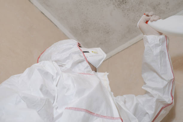 Best Mold Testing and Removal  in Elkton, VA