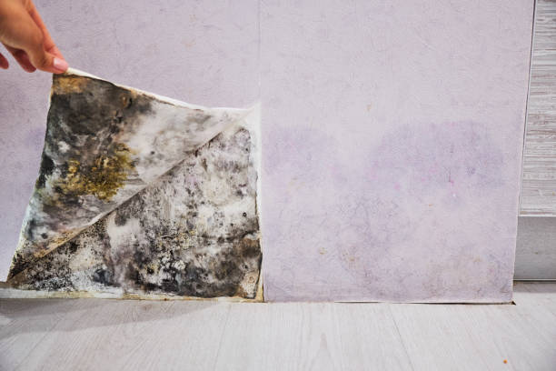 Best Toxic Mold Removal  in Elkton, VA